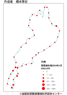 オカヨシガモ分布