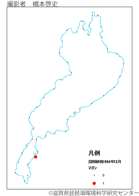 マガン分布