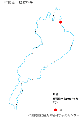 マガン分布