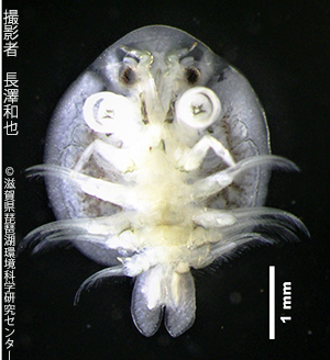 Argulus japonicus