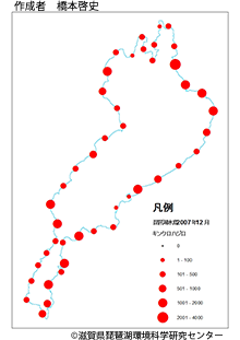 キンクロハジロ分布