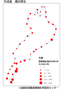 キンクロハジロ分布