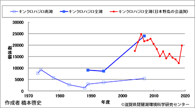 キンクロハジロ越冬数