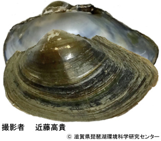ミナミタガイ