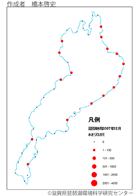 ホオジロガモ分布