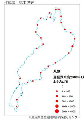 ホオジロガモ分布