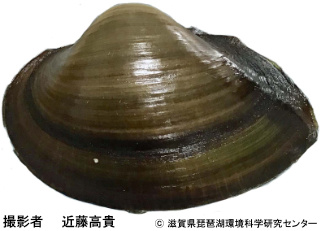 タブネドブガイ属の1種