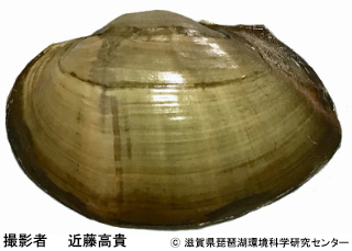 タブネドブガイ属の1種