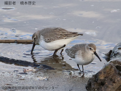 ハマシギ