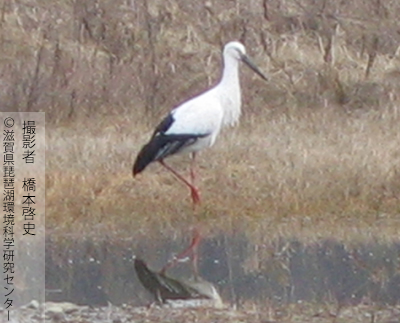 コウノトリ