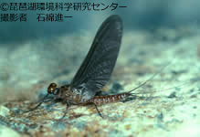 クロマダラカゲロウ