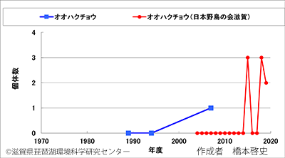 オオハクチョウ変化