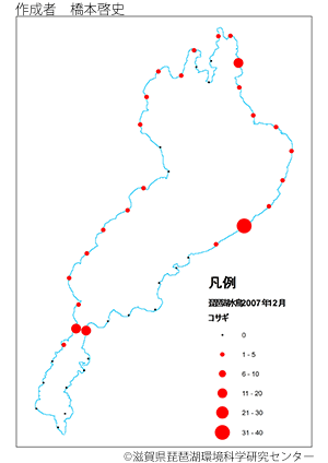 コサギ分布