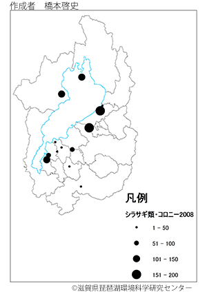 コサギ分布