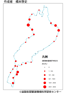 オオバン分布