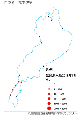 バン分布