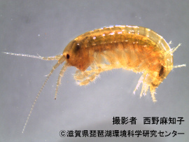 ニッポンヨコエビ