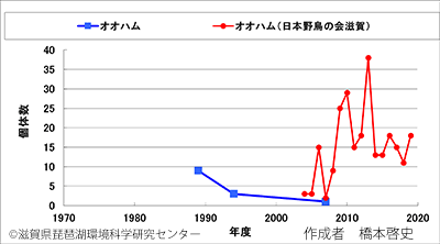 オオハム変化