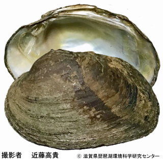 オトコタテボシガイ属の1種