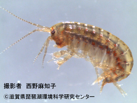 ヒメアナンデールヨコエビ