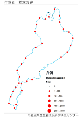 カモメ分布