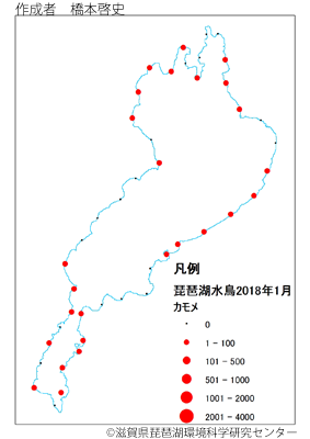 カモメ分布