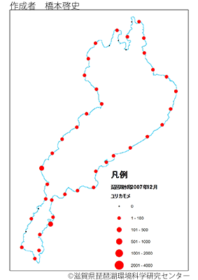 ユリカモメ分布