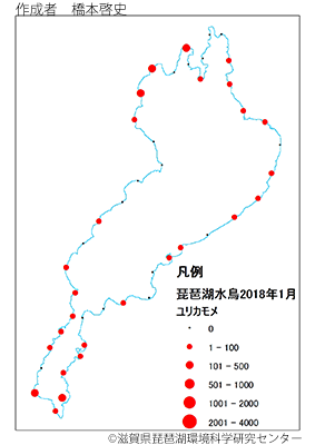 ユリカモメ分布