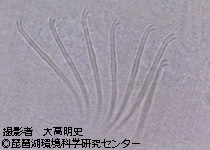 ユリミミズ