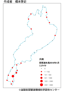 ミコアイサ分布