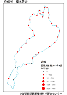 カワアイサ分布