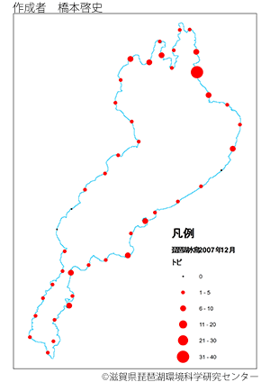トビ分布