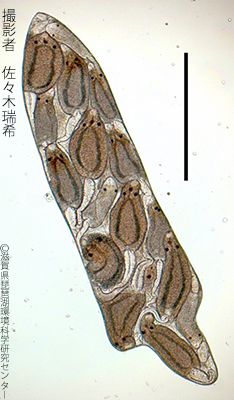 Notocotylus magniovatus