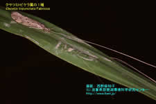 クサツミトビケラ属の1種