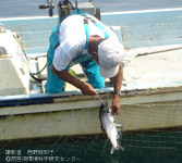 刺網によるビワマスの捕獲