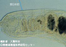 ニセミズミミズ属の1種