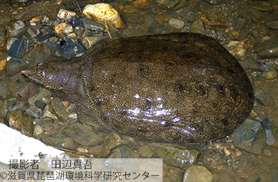 ニホンスッポン