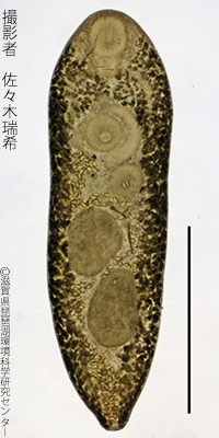 Plagiorchis muris