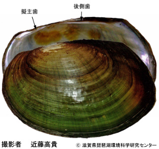 ドブガイモドキ
