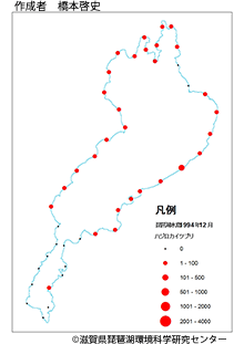 ハジロカイツブリ