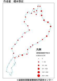 ハジロカイツブリ