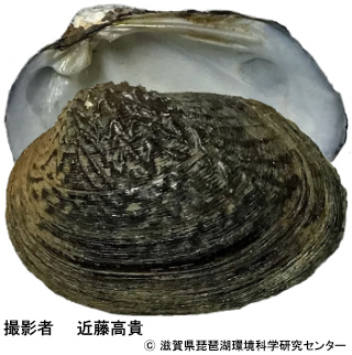 マツカサガイ広域分布種