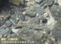 トウヨシノボリ