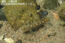 トウヨシノボリ