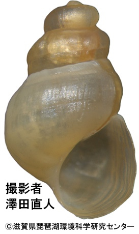 タテヒダカワニナの胎児殻