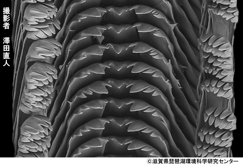 タテヒダカワニナの歯舌（琵琶湖の砂底）