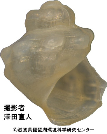 イボカワニナの胎児殻（琵琶湖の砂泥底）