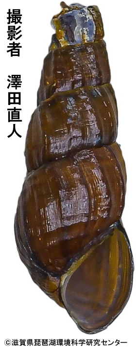 クロカワニナ成貝殻（余呉湖）
