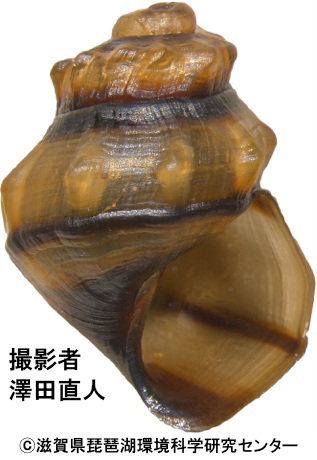 クロカワニナ胎児殻（余呉湖）