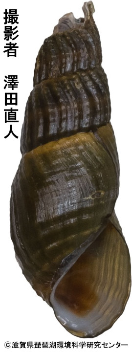 カセコカワニナの成貝殻